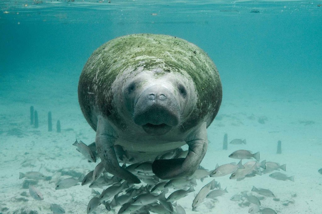 Manatee in Crystal River