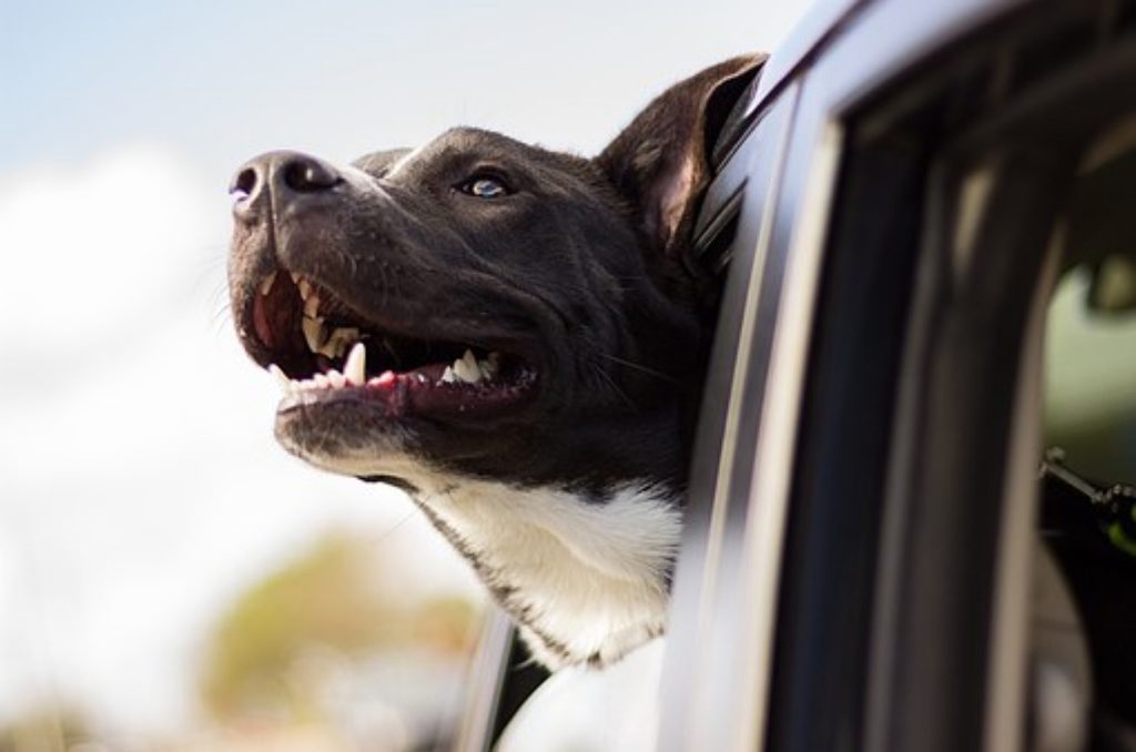 Dog hanging its head out of a car window